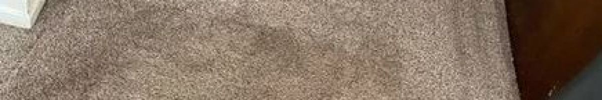 Steam Action Carpet Cleaning 