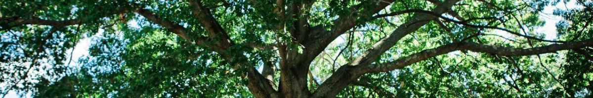 Team Gale Tree Service 