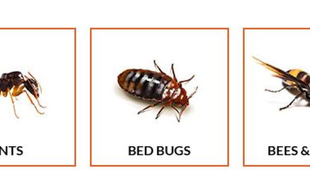 ⁣Ecola Termite - #1 Pest Control in Ventura County | 93036