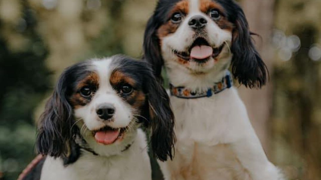 Alpha K-9 Private Dog Training in Honolulu